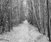 The hiking trail to the Frankland River from Balfour