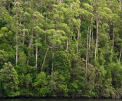 Dense forest on the banks of the Pieman River