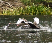 Black swans on the Pieman River