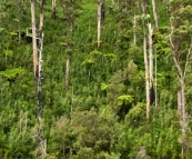 Dense forest on the banks of the Pieman River