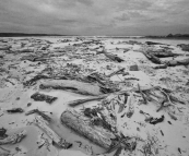 Wood graveyard at the mouth of the Pieman River