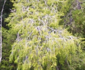 A 60 year old Huon Pine
