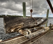 A piece of Huon Pine felled in the 1960s ready to be milled