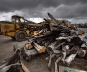 Wood ready to be milled in Strahan