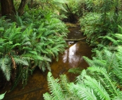 The trail to Hogarth Falls