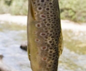 A succesful afternoon of trout fishing on the Franklin River