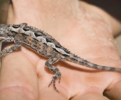 A lizard in the sand dunes at Friendly Beach