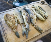 Yelloweye Mullet and Leatherjacket for dinner in Coles Bay