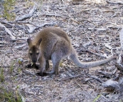 A wallaby on our hike to Wineglass Bay