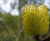 Banksia in Freycinet National Park