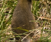 A wallaby in Freycinet National Park