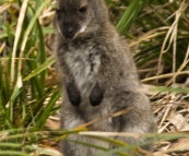 A tiny joey in Freycinet National Park