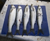 A fresh catch of Yelloweye Mullet for dinner in Coles Bay