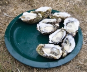 Fresh oysters in Saint Helens