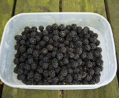 A plethora of fresh blackberries around our campsite at Lilydale Falls