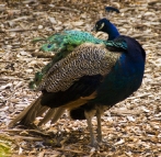 Local peacocks at the Cataract Gorge cafe