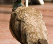 Local peacocks at the Cataract Gorge cafe