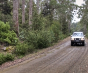 Cruising through the rainforests near Mount Maurice
