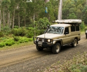 Rainforests near Didleum Plains