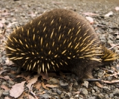 An Echidna crossing the road in Ben Lomond National Park
