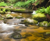 The picturesque cascades in Evercreech Forest