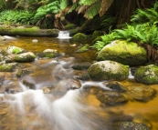 The picturesque cascades in Evercreech Forest