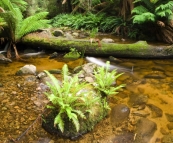 The picturesque cascades in Evercreech Forest
