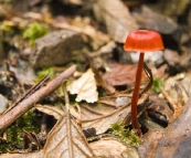 A lone mushroom in Evercreech Forest
