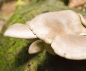 Gigantic fungi in Evercreech Forest