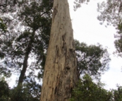 One of the White Knights in Evercreech Forest