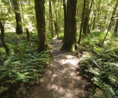 The hiking trail to Ralphs Falls