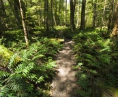 The hiking trail to Ralphs Falls