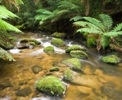 The creek near Saint Columba Falls