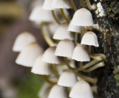 Along the trail to Saint Columba Falls