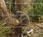 A visitor to our campground at Fortescue Bay