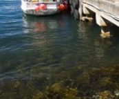 Crayfishing boats docked at Port Arthur