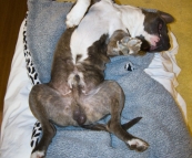 William's dog Blue