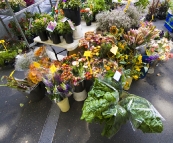 Salamanca Markets