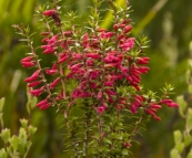 Wildflowers on the hike toward Tasman Head from Cloudy Bay