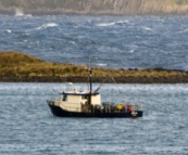 A fishing boat seeking refuge in Cloudy Bay