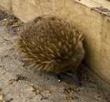 A curious echidna near Fluted Cape