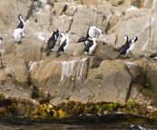 Black-Faced Cormorants