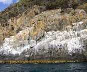 A huge cormorant nesting area on the cliffs near Fluted Cape