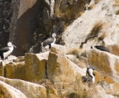 Black-Faced Cormorants