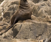 Australian Fur Seals near Tasman Head