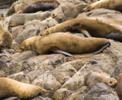 Australian Fur Seals near Tasman Head