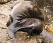 Australian Fur Seals near Tasman Head