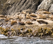 Australian Fur Seals near Tasman Head