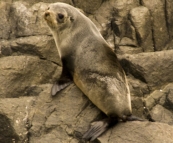 Australian Fur Seals near Tasman Head