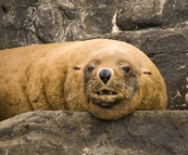 Australian Fur Seals near Tasman Head